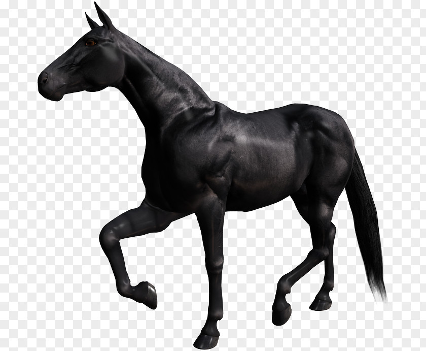 Breyer Animal Creations Appaloosa Stallion Arabian Horse Model PNG