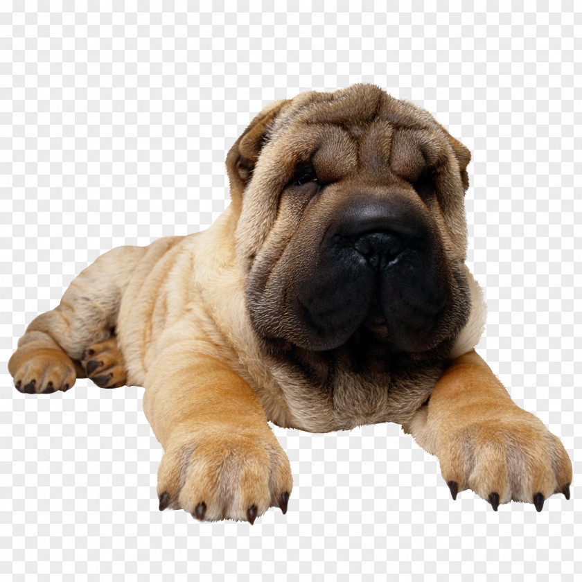 Puppy Shar Pei Bulldog Pug Clip Art PNG
