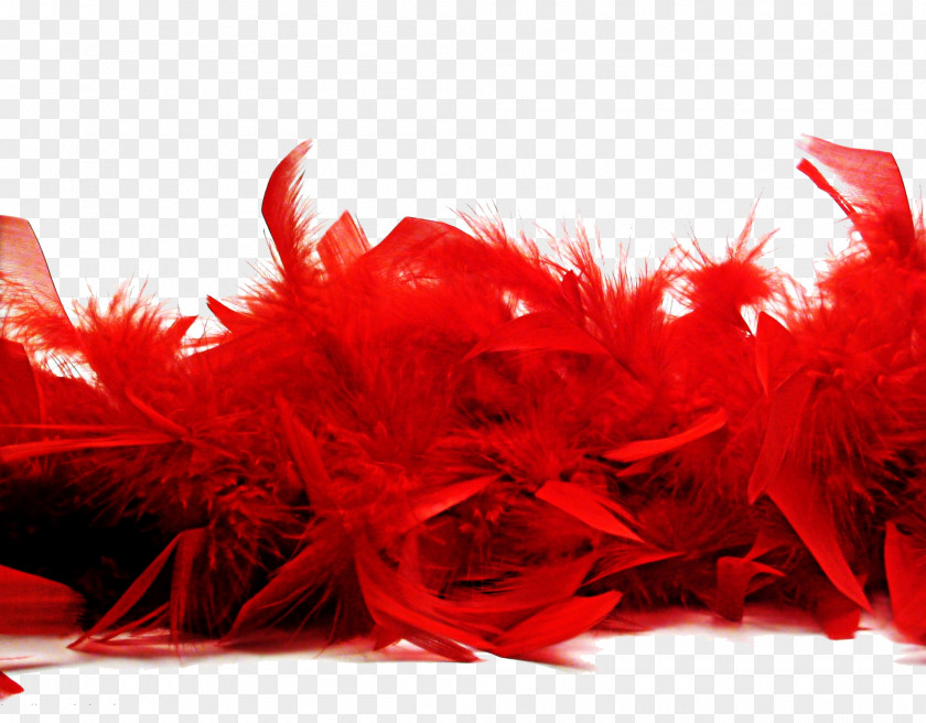 Red Feather Free Buckle Material Bird Boa Euclidean Vector PNG
