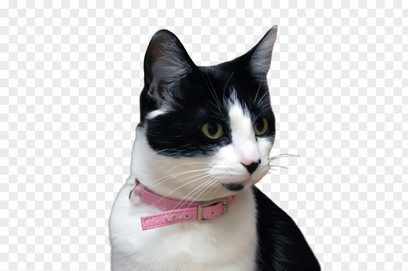 Snout American Wirehair Bow Tie PNG