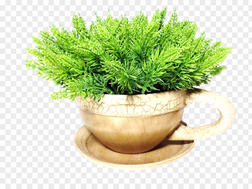 SUCULENTA Flowerpot Herb Grasses Houseplant Family PNG