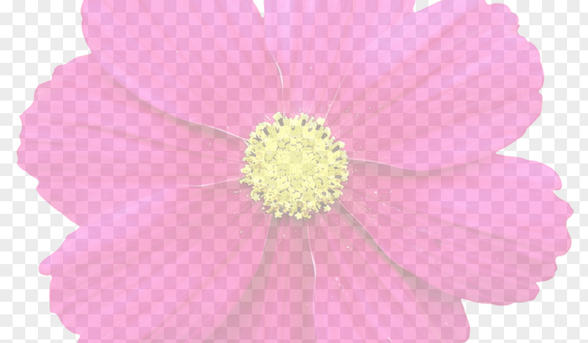 Summer Flower Garden Cosmos Cut Flowers Pink M Petal PNG