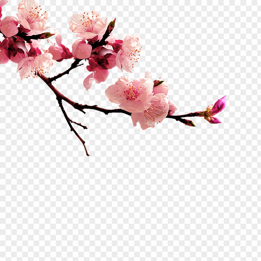 Plum Flower China Clip Art PNG