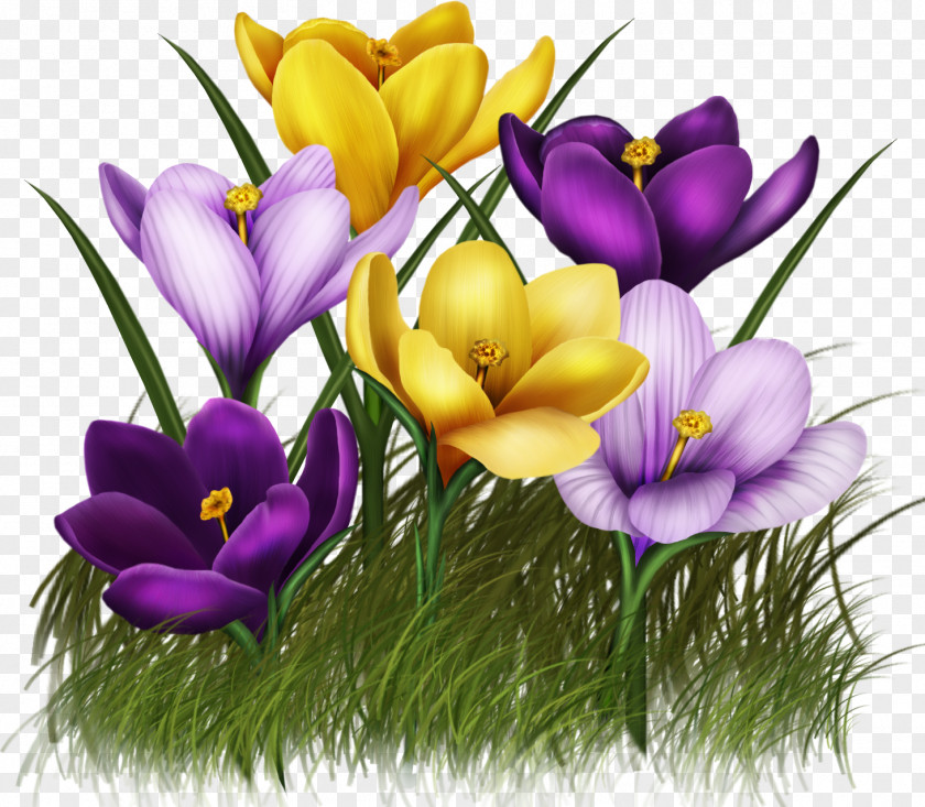 Crocus Animation Flower Clip Art PNG