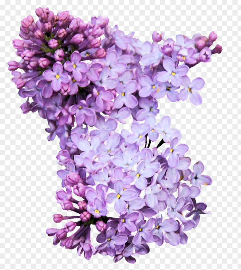 Fond Ecran Syzygium Aromaticum Purple Lilac Clip Art PNG