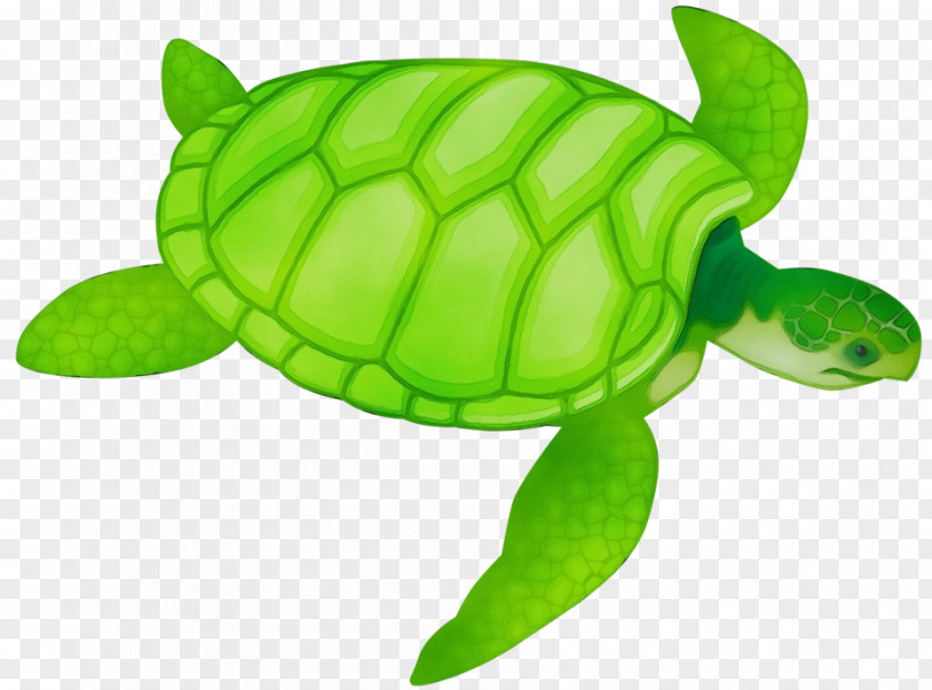 Loggerhead Sea Turtle Animal Figure Green Tortoise PNG