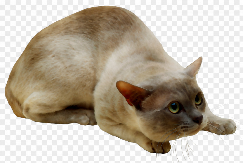 Myanmar Whiskers Domestic Short-haired Cat Snout PNG