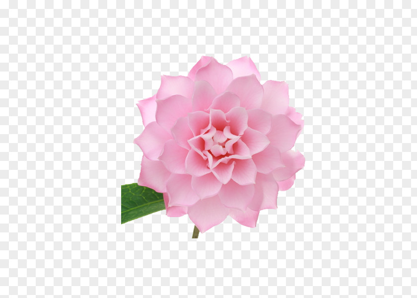 A Solid Triangle Edge Camellia Japanese Centifolia Roses Pink Petal PNG