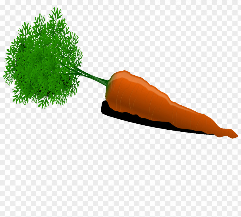 Daucus Carota Carrot Auglis Animaatio Clip Art PNG