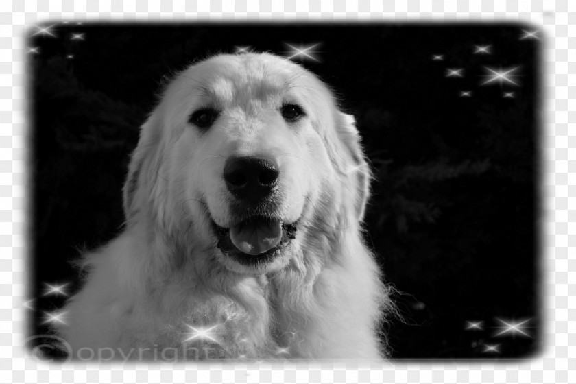 Great Pyrenees Kuvasz Slovak Cuvac Goldendoodle South Russian Ovcharka PNG