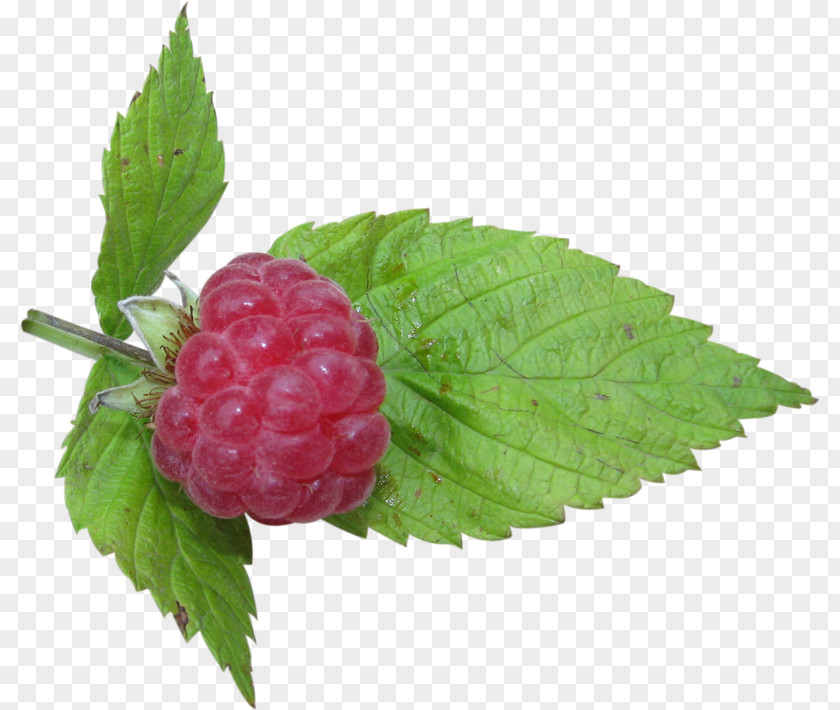 Raspberry Cloudberry Boysenberry Auglis Loganberry PNG