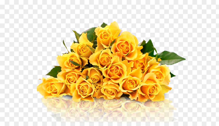 Rose Garden Roses Yellow Stock Photography PNG