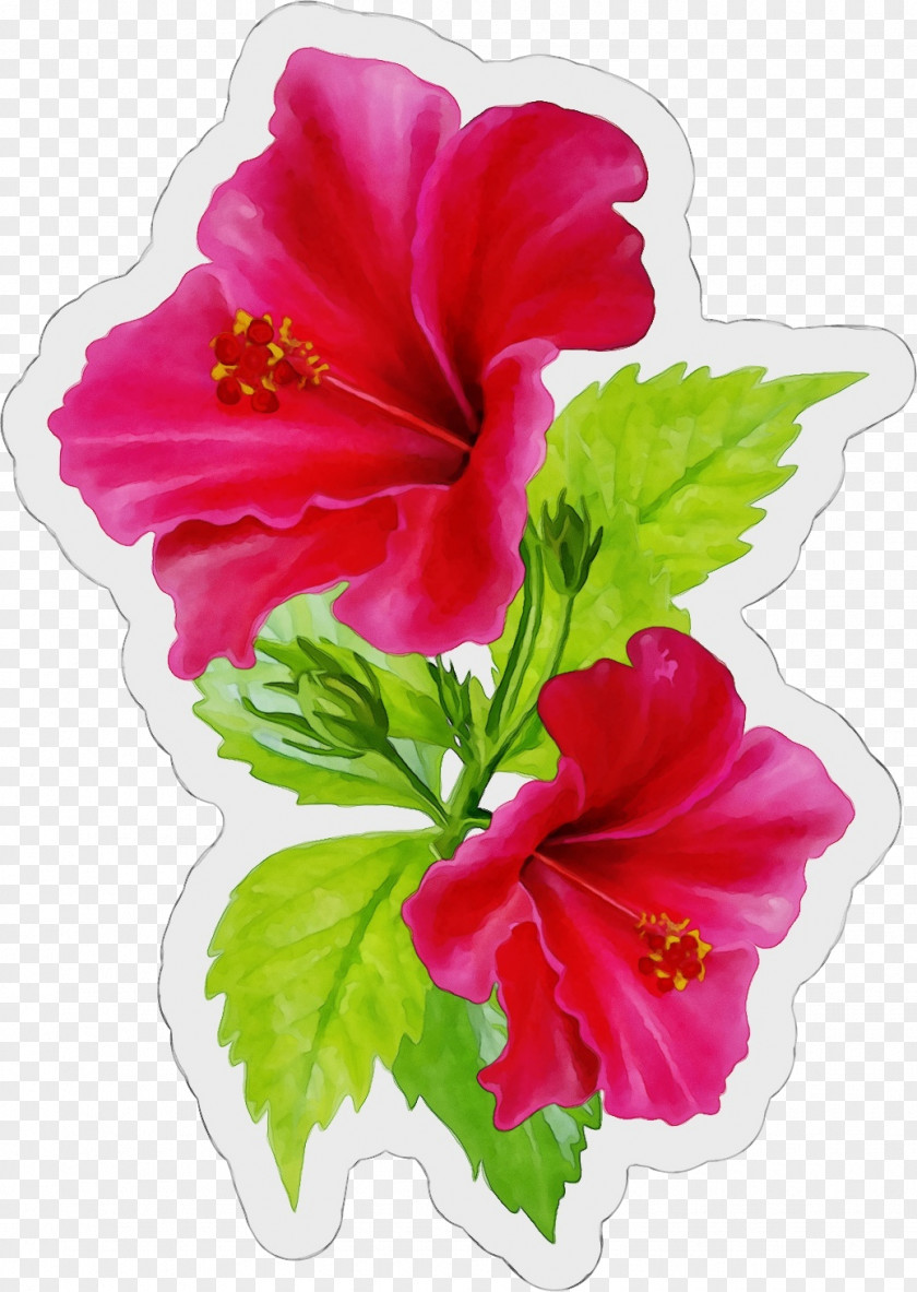 Chinese Hibiscus Plant Flower Flowering Hawaiian Petal PNG