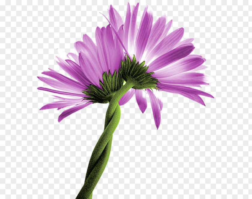 Chrysanthemum Common Daisy Aster Family Oxeye PNG