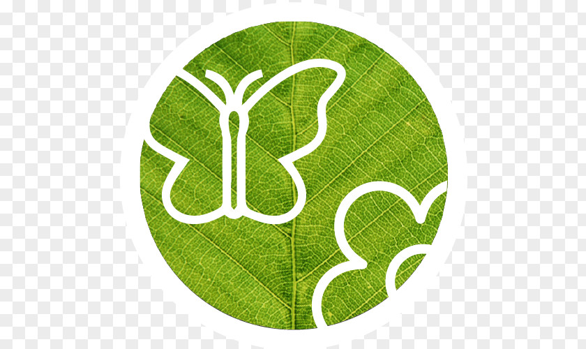 Flower Logo Butterfly Sculpture Font PNG