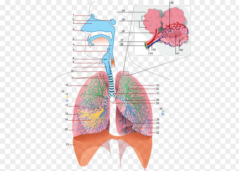 Respiratory Tract System Respiration Bronchus Gas Exchange PNG