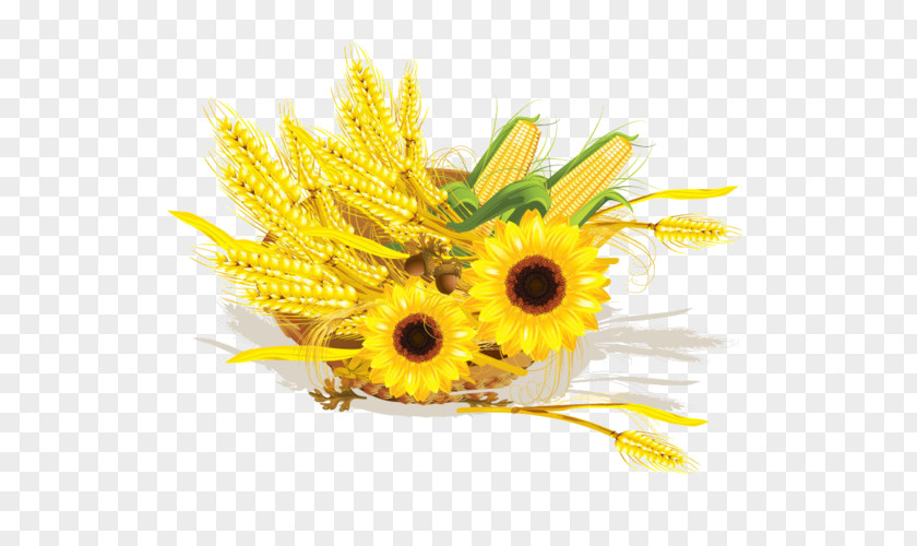 Wheat Common Sunflower Maize Cereal Corn On The Cob PNG