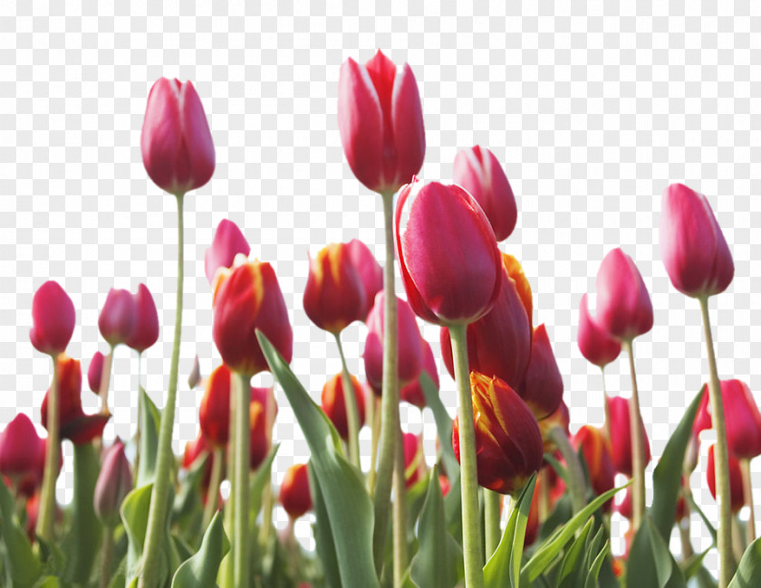Beautiful Tulips Indira Gandhi Memorial Tulip Garden Pink Flowers PNG