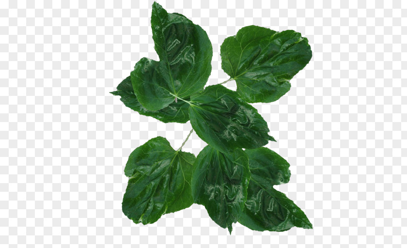 Bunch Leaf Vegetable PNG