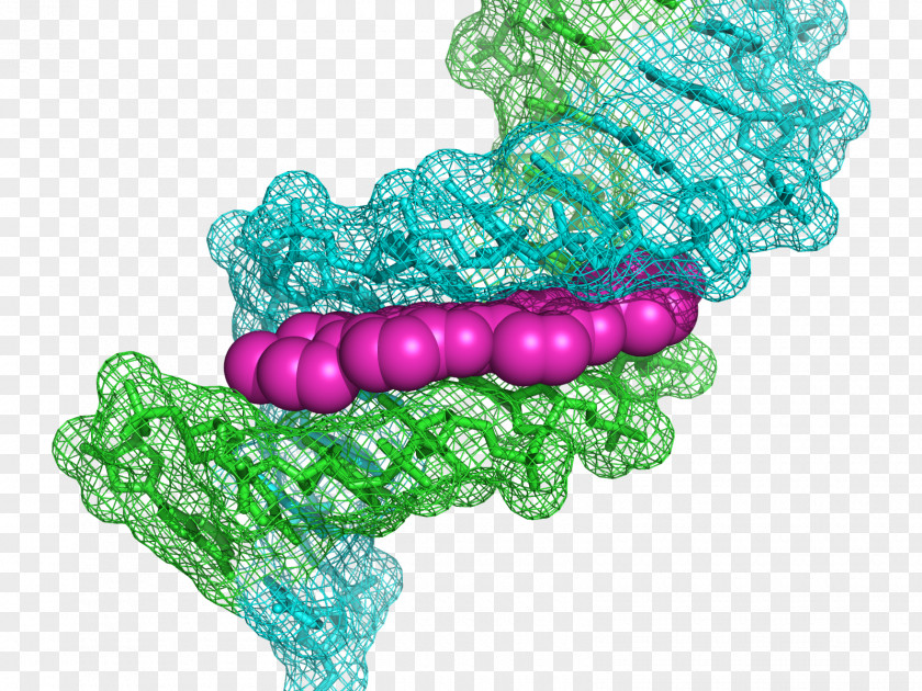 DNA Hoechst AG Stain Staining Bisbenzimide PNG