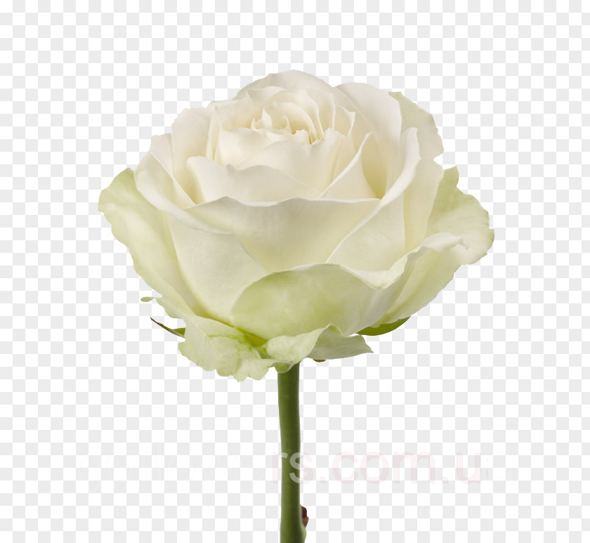 Flower Garden Roses Bouquet White PNG