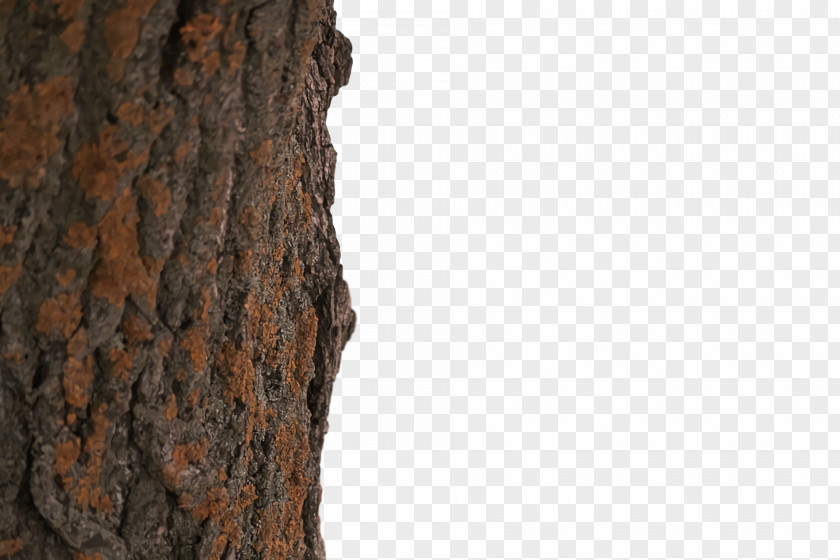 /m/083vt Wood PNG