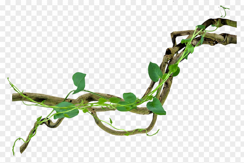 Plant Stem Twig Plants Biology Science PNG