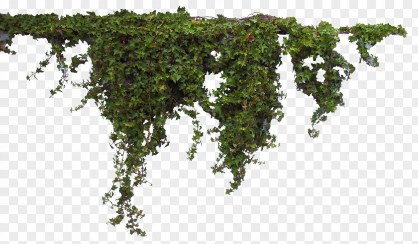 Plants Free Image Plant Tree PNG