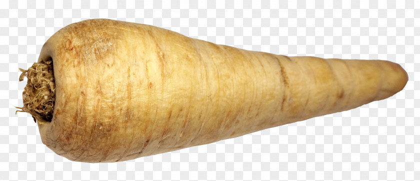 Parsnip Vegetable Turnip PNG