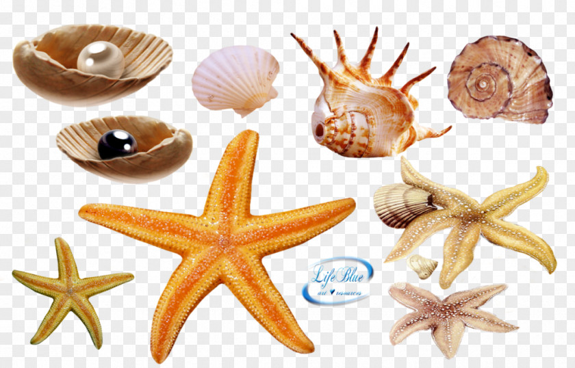 Sea Life Seashell Deep Creature Clip Art PNG