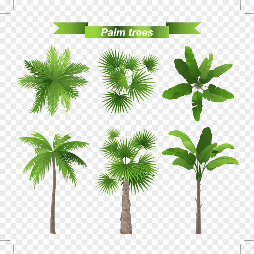And Palm Leaves Arecaceae Tree Stock Illustration Leaf PNG