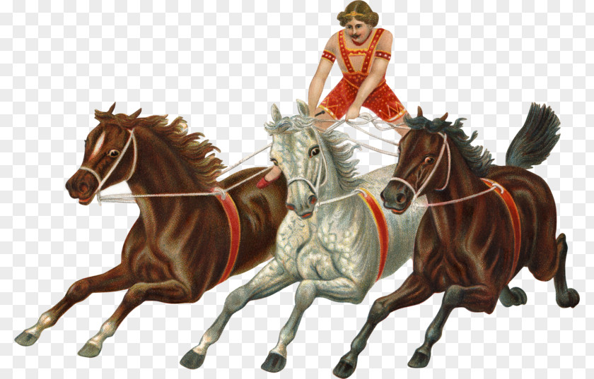 Curricle Carriage Tiger Hold Your Horses English-language Idioms Chariot PNG