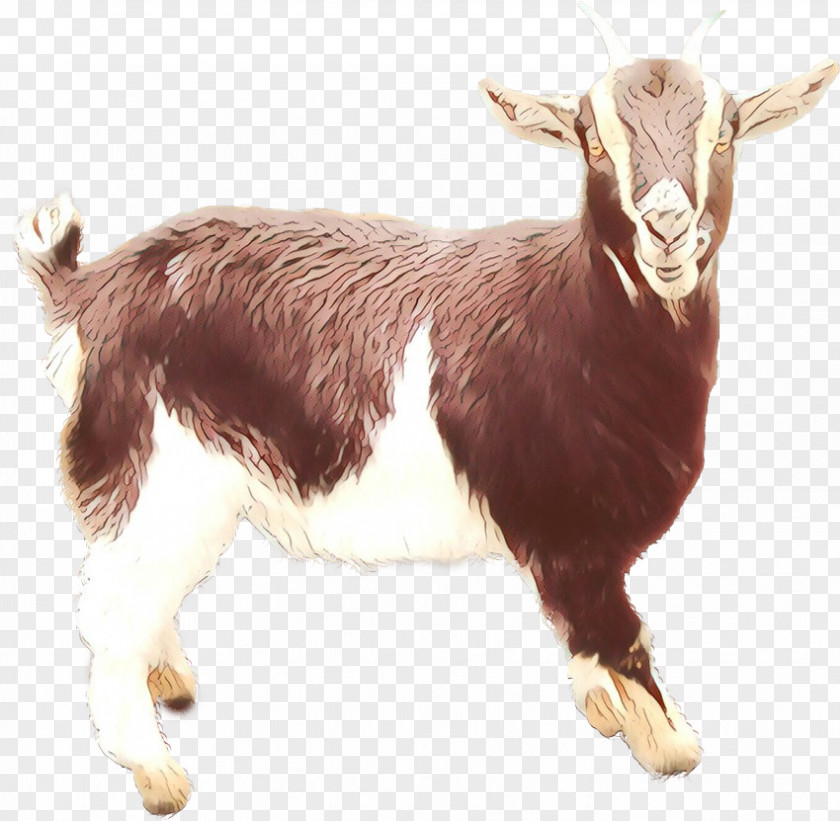 Feral Goat Cattle Mammal PNG