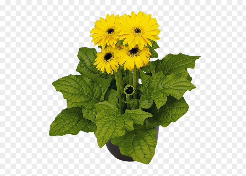 Gerbera Plants Transvaal Daisy Sunflower M Cut Flowers Annual Plant PNG