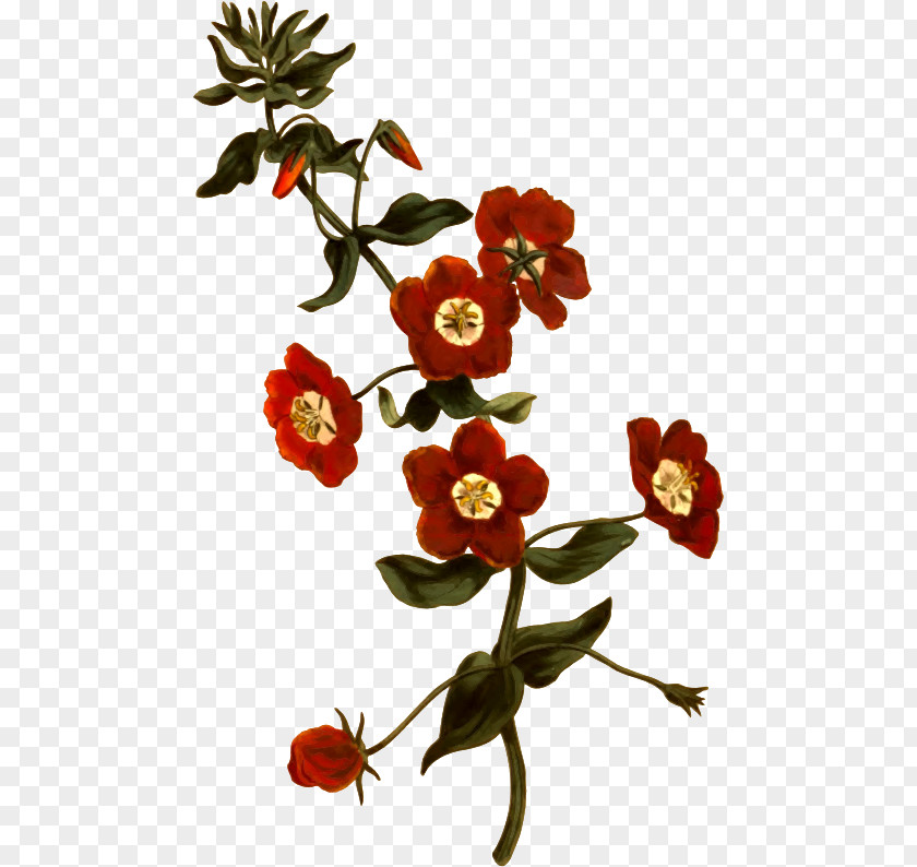 Pimpernel Vermelhas Botanical Illustration The Scarlet Botany Drawing PNG