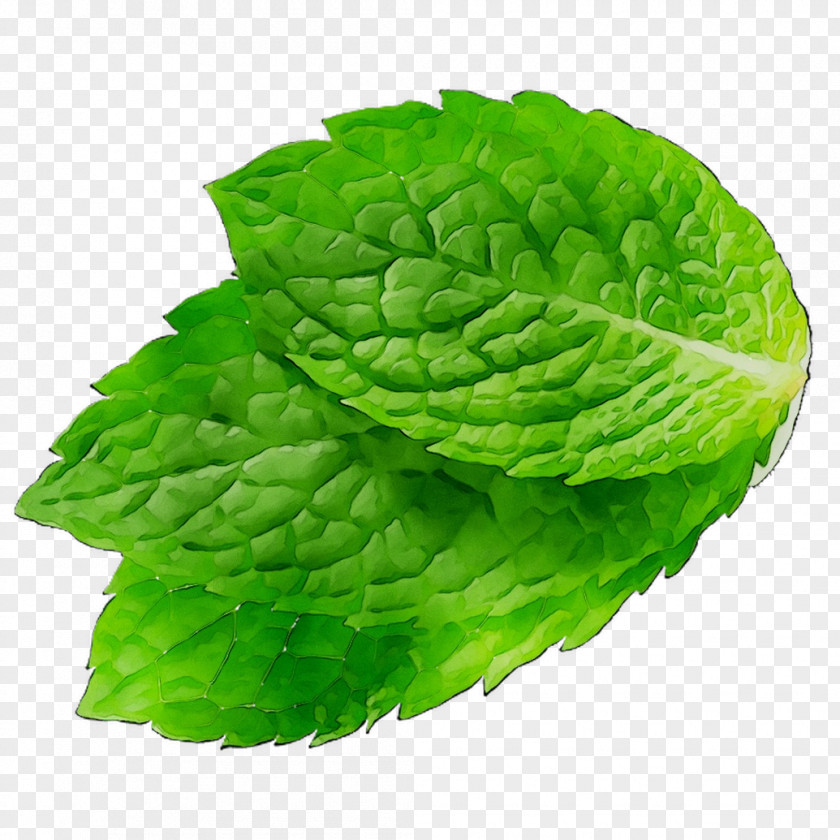 Romaine Lettuce Leaf Spring Greens Spearmint PNG