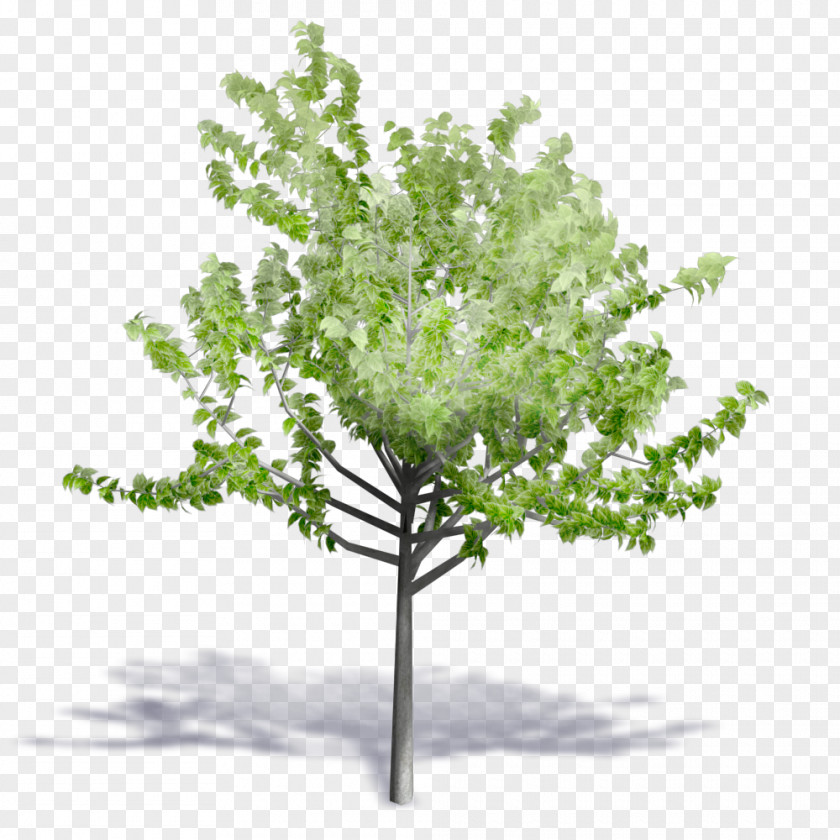 Tree Autodesk Revit Building Information Modeling Computer-aided Design AutoCAD DXF PNG