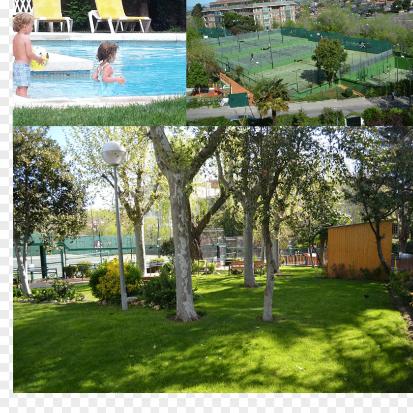 Tree Backyard Landscape Property Resort PNG