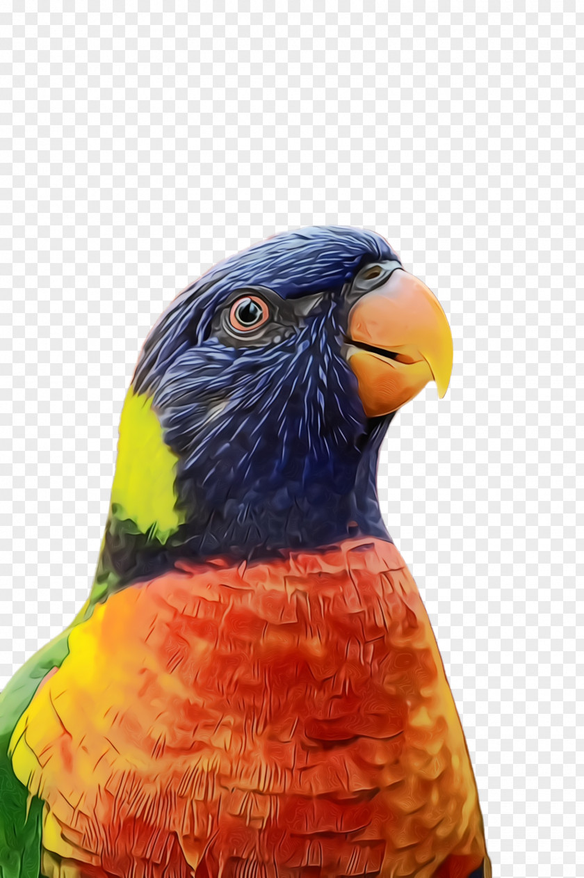 Wildlife Macaw Bird Beak Parrot Close-up Lorikeet PNG