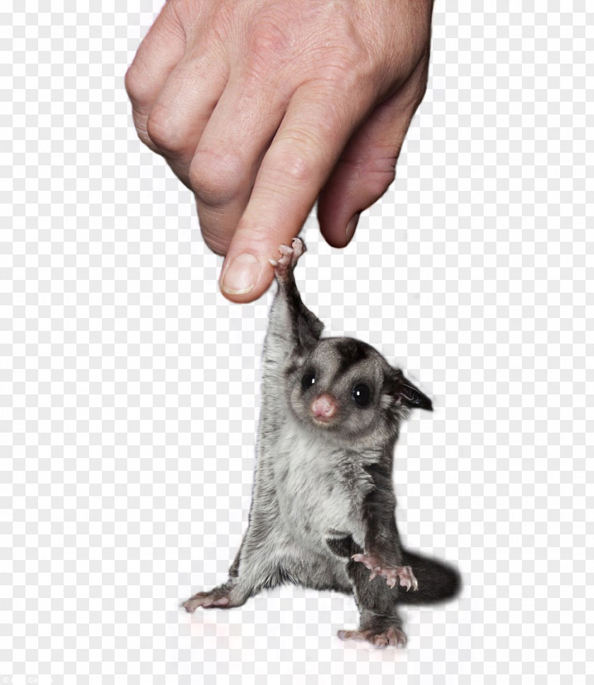 Cat Sugar Glider Dog Pet PNG