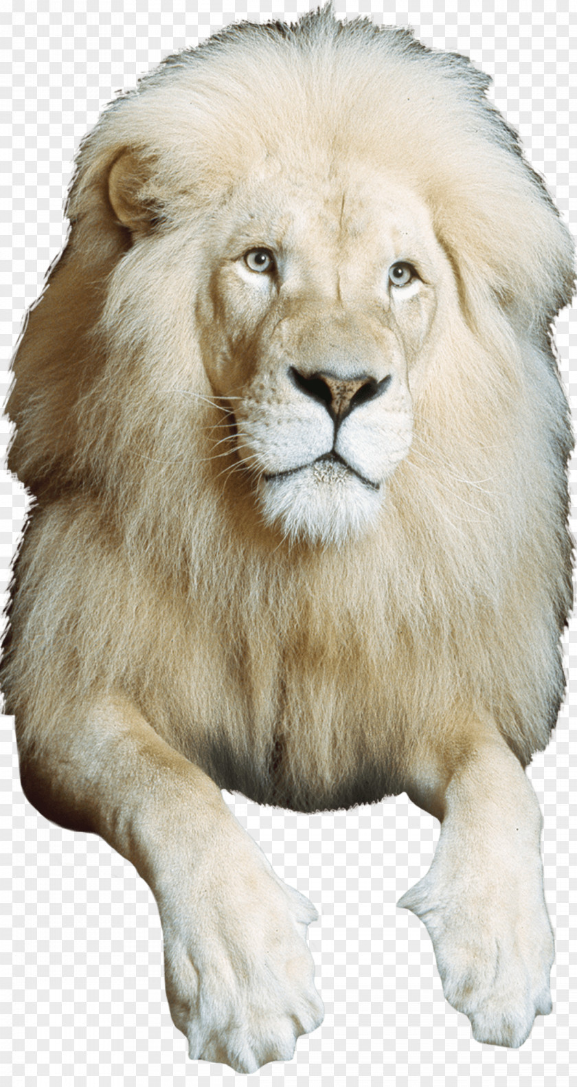 Circus East African Lion Whiskers Mane Photography PNG