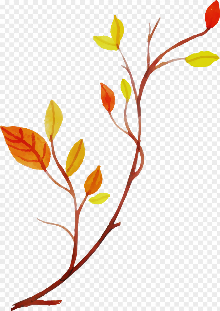 Floral Design PNG