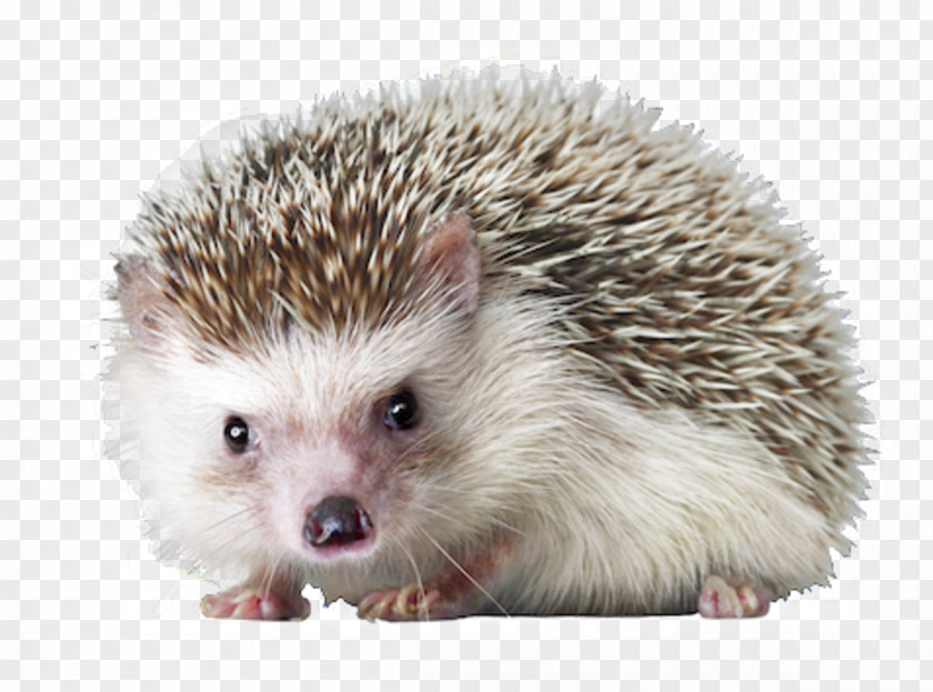 Hedgehog Pet Sea Urchin PNG