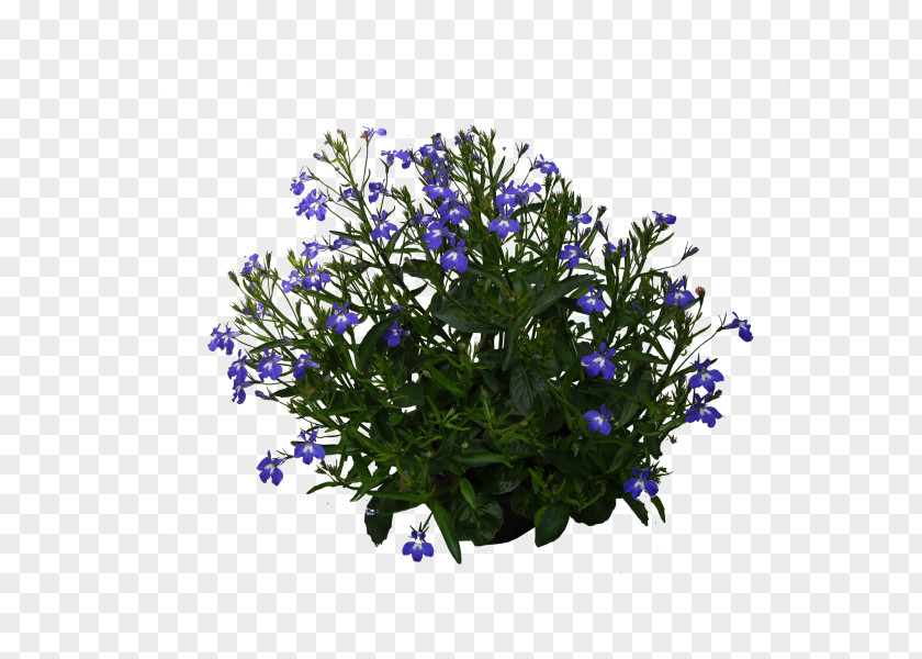 Lobelia Lavender PNG