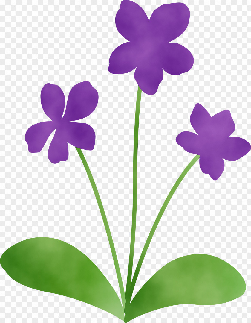 Plant Stem Moth Orchids Herbaceous Petal PNG