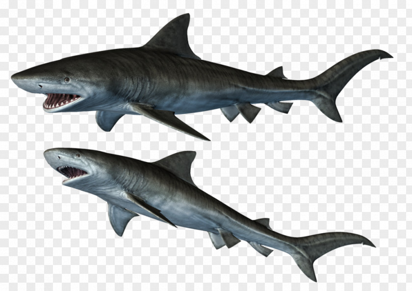 Sharks Bull Shark Iron-on PNG