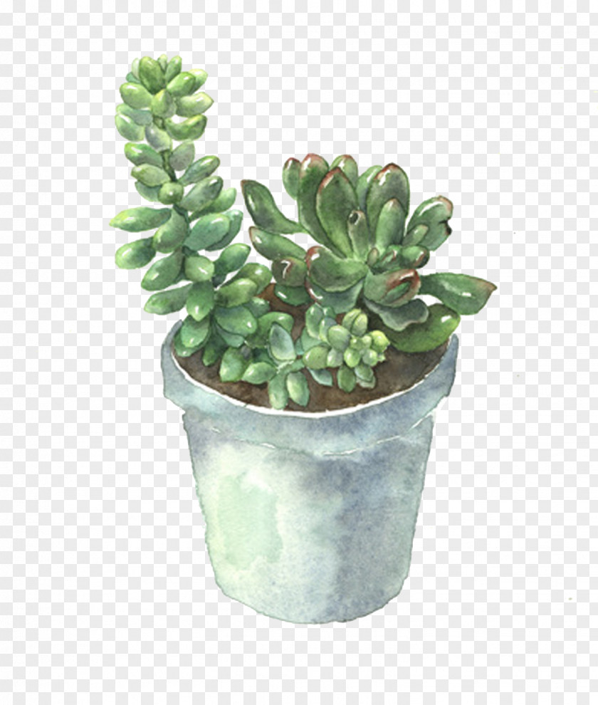 Succulent Plants Plant Flowerpot Cactaceae PNG