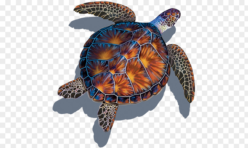 Terrapin Organism Sea Turtle Background PNG
