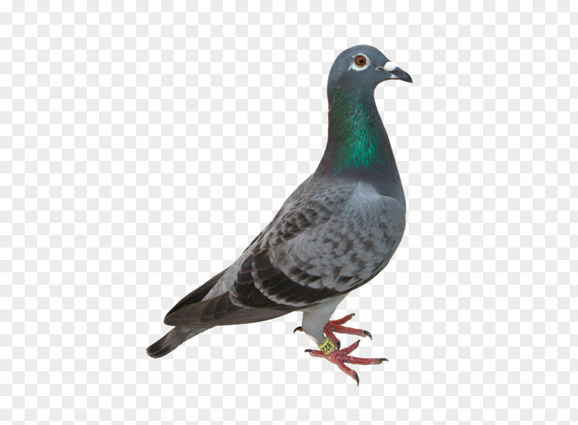 Columbidae Domestic Pigeon Clip Art PNG