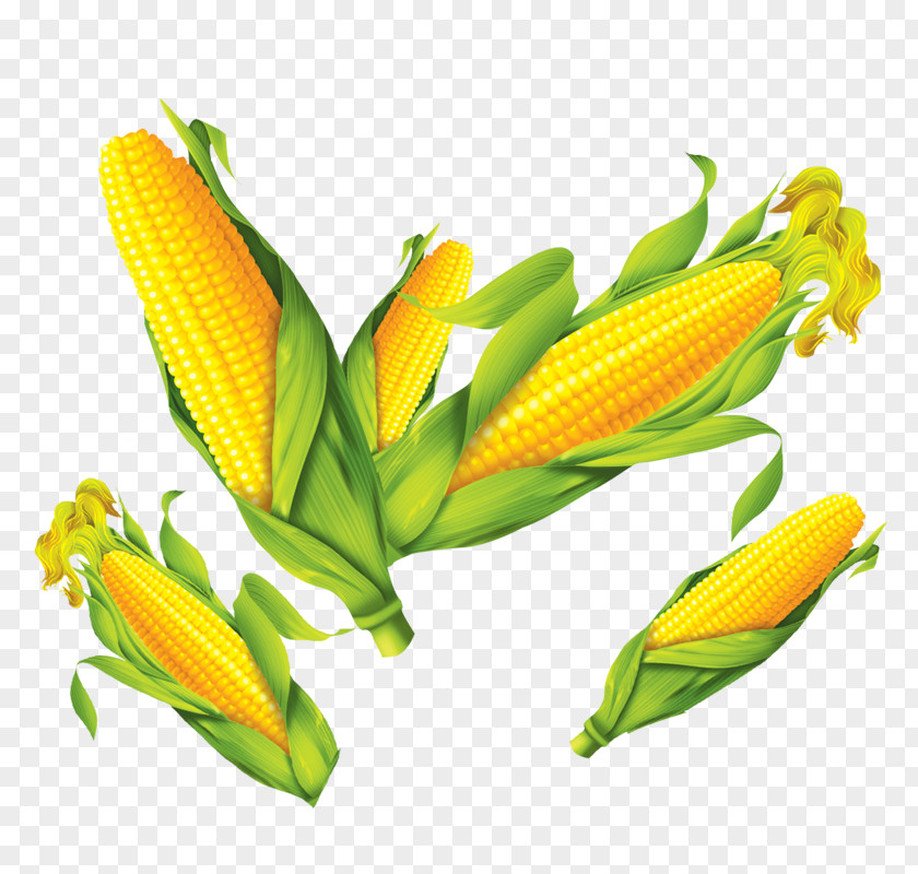 Corn On The Cob Maize Poster PNG